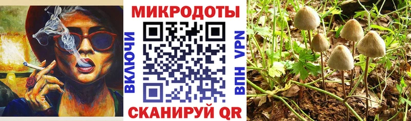 Галлюциногенные грибы Psilocybe  Катав-Ивановск 
